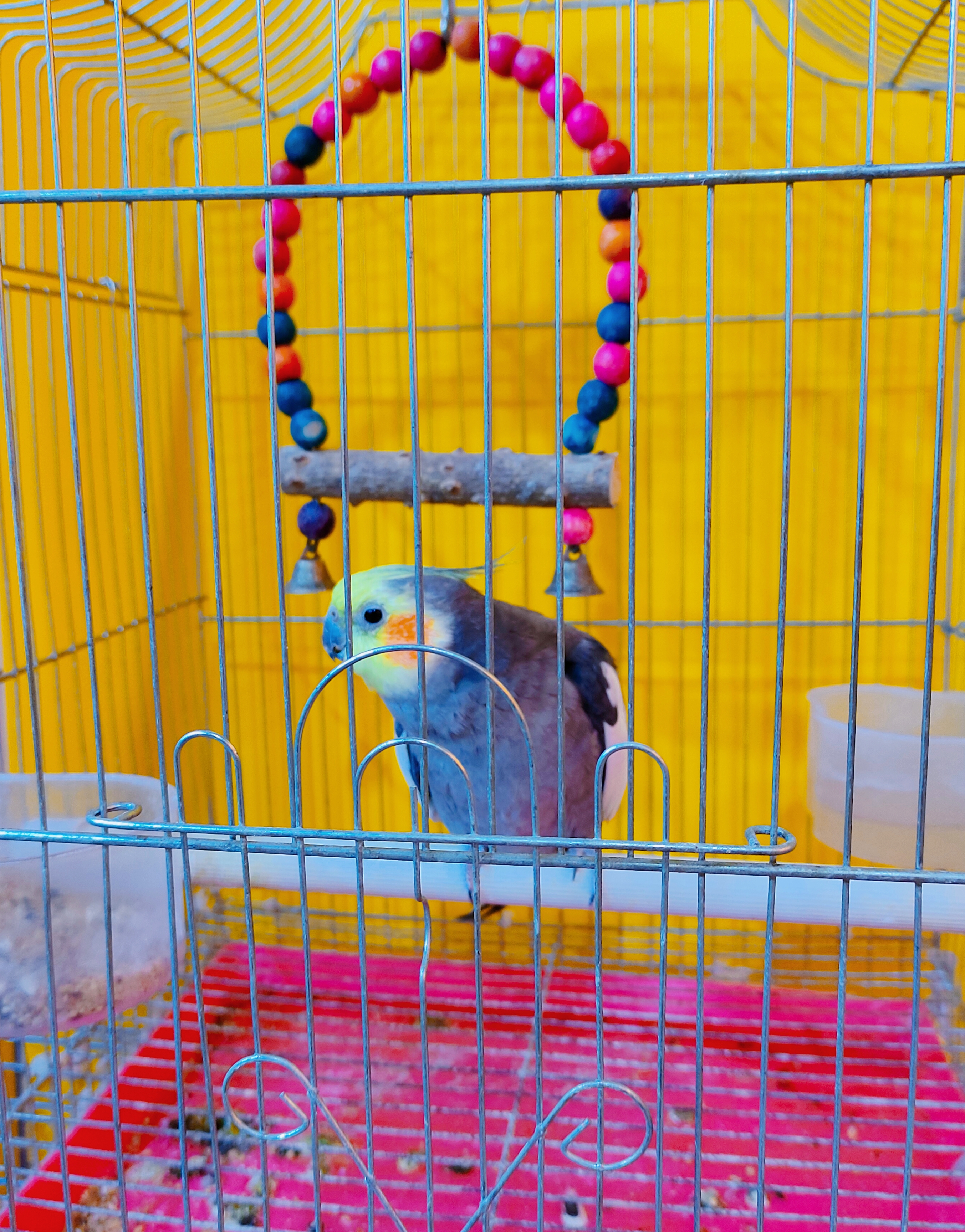 广西花鸟市场和南宁花鸟市场,广西平果花鸟市场在哪里