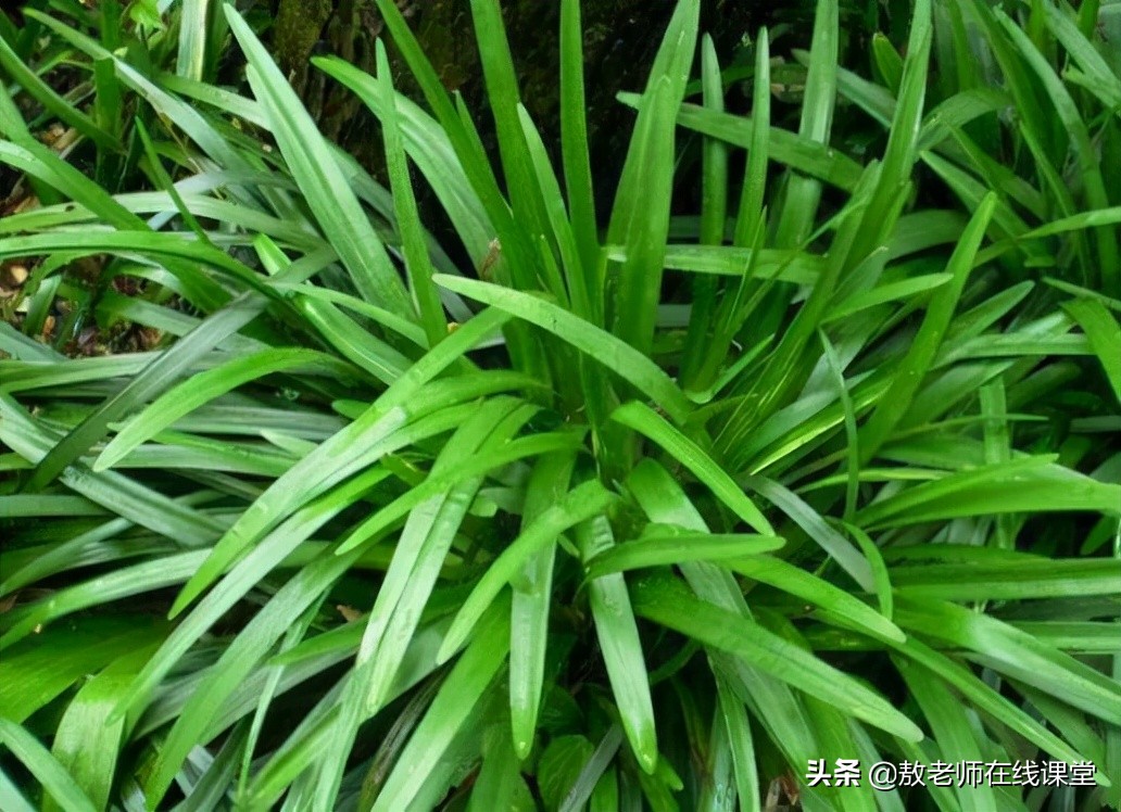 草坪园林景观设计,园林景观和草坪景观区别