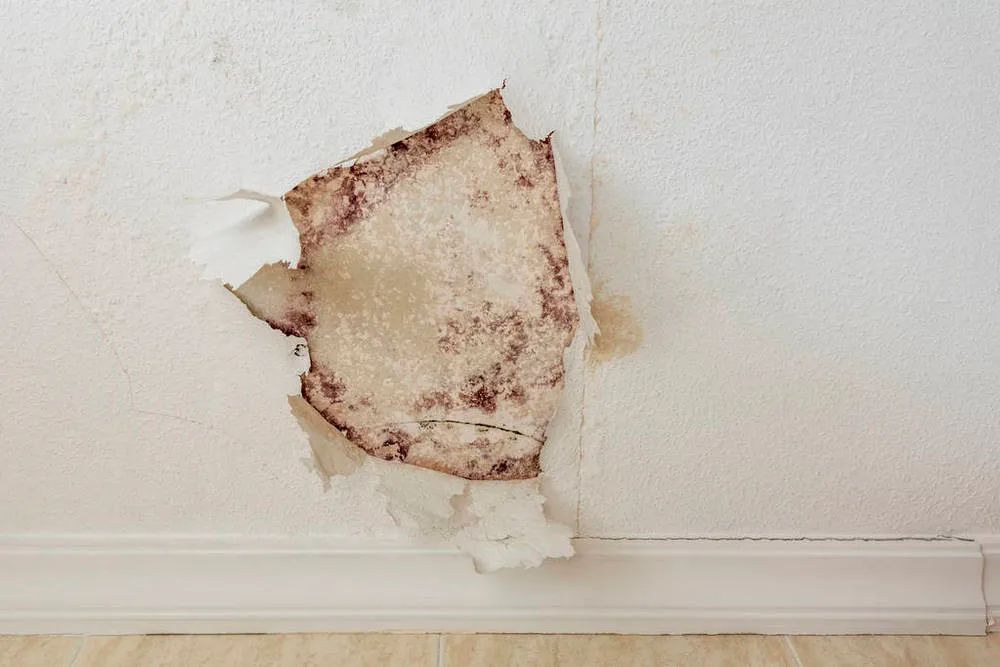 长霉点怎么处理,长霉的东西怎么处理