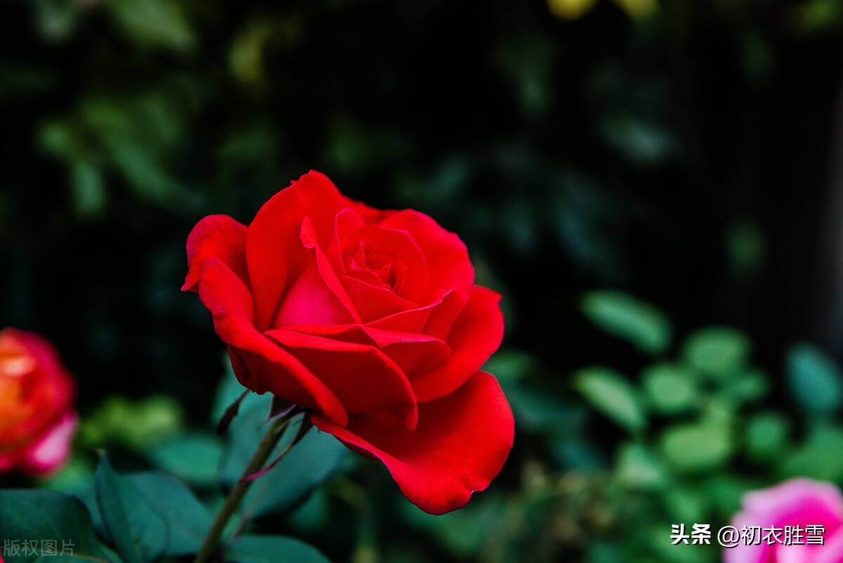 思念情人的古诗词句句精辟,情人节14首经典情诗