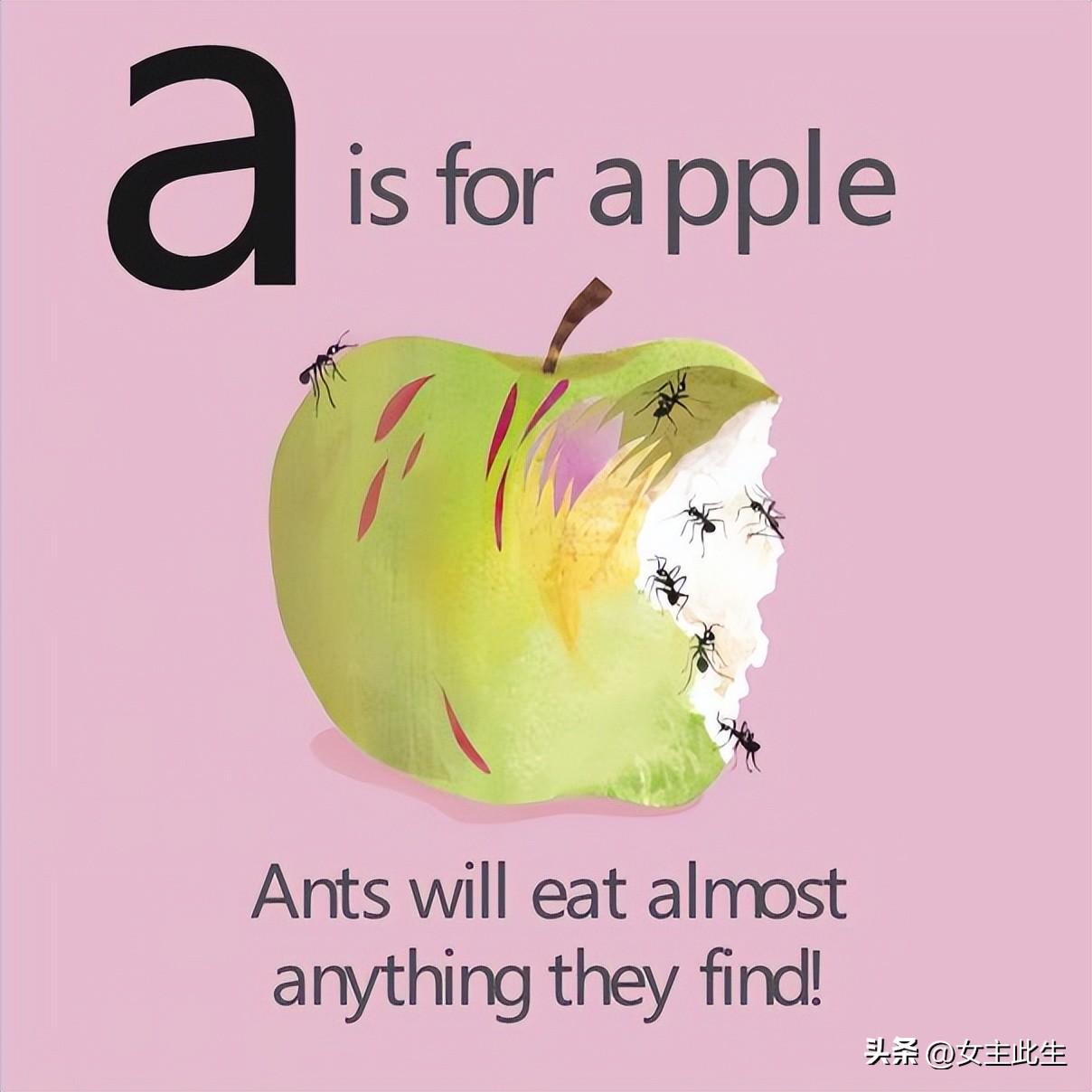 认识小动物的英语绘本,关于动物的英语绘本大全