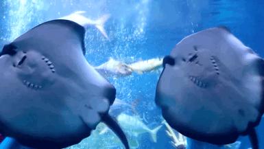 大无语事件!268元买了哈尔滨极地公园亲子票,被路人追着问了三条街!