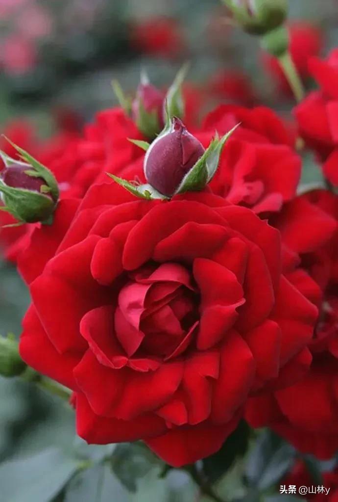 十大绝美花朵,绝美花朵视频