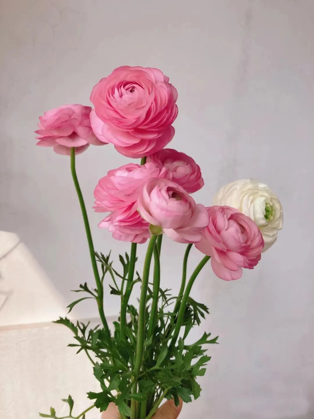 种什么花一年四季开花还好打理,南方一年四季蔬菜播种时间表