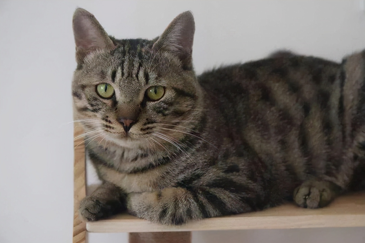 不要轻易养汪星人,不要轻易养宠物养了就要负责