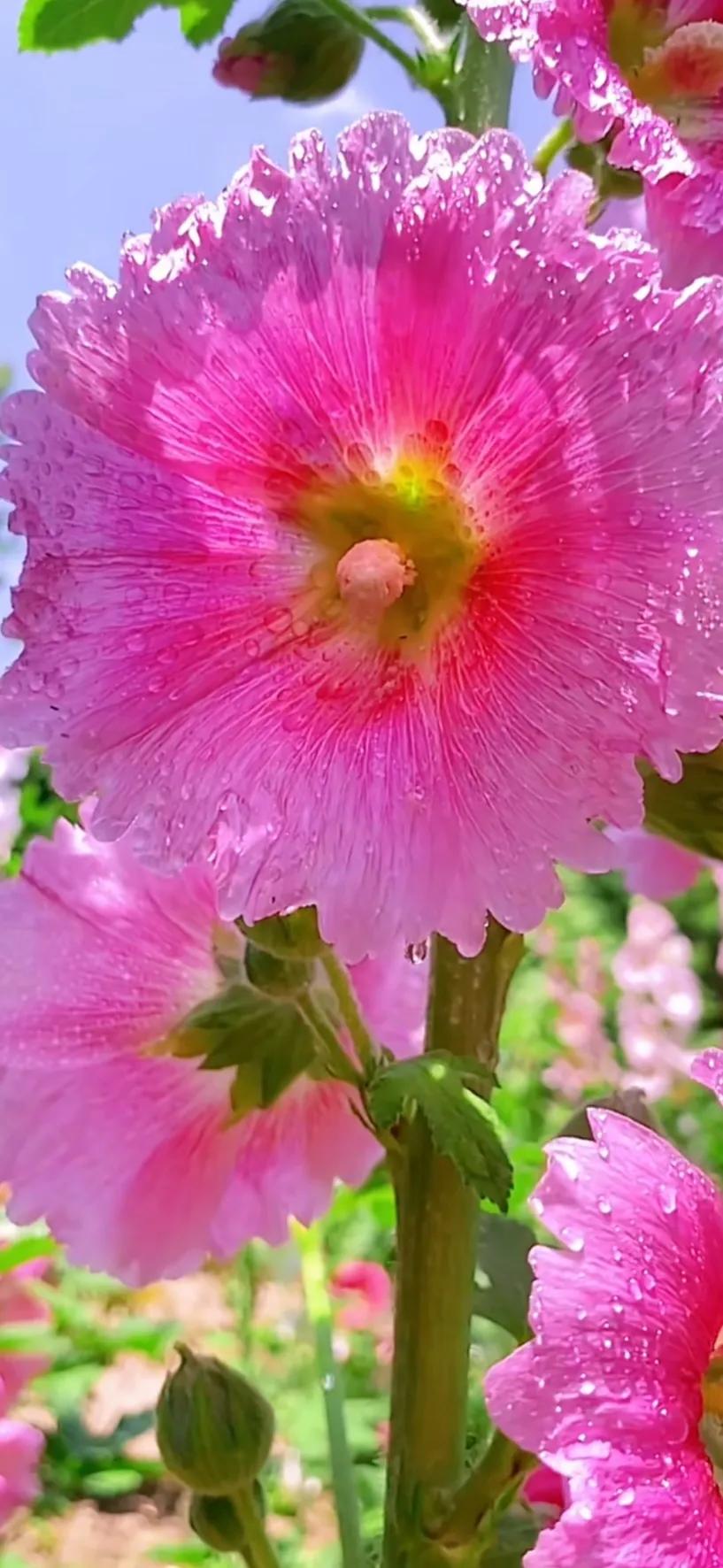 蜀葵花唯美大图片,世上最美的蜀葵花图片图文