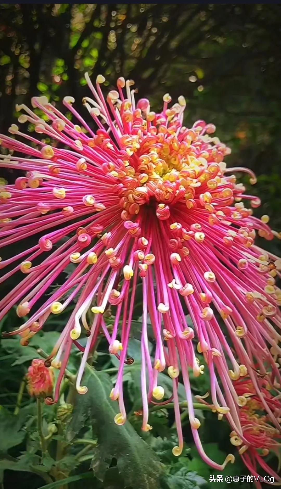 每朵花儿都有它盛开的意义,每一朵花开都有它的意义
