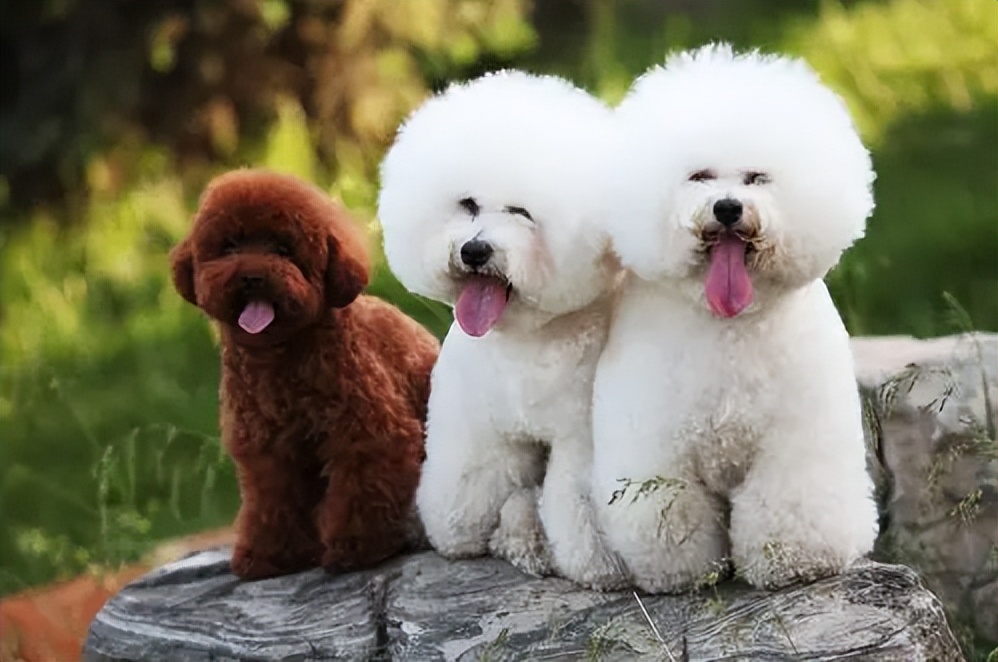 养比熊千万要记住的饲养知识,养比熊的正确方法和注意事项