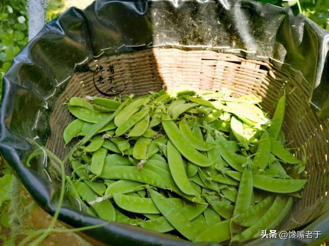 荷兰豆跟豌豆有什么区别,荷兰豆为什么叫荷兰豆呢