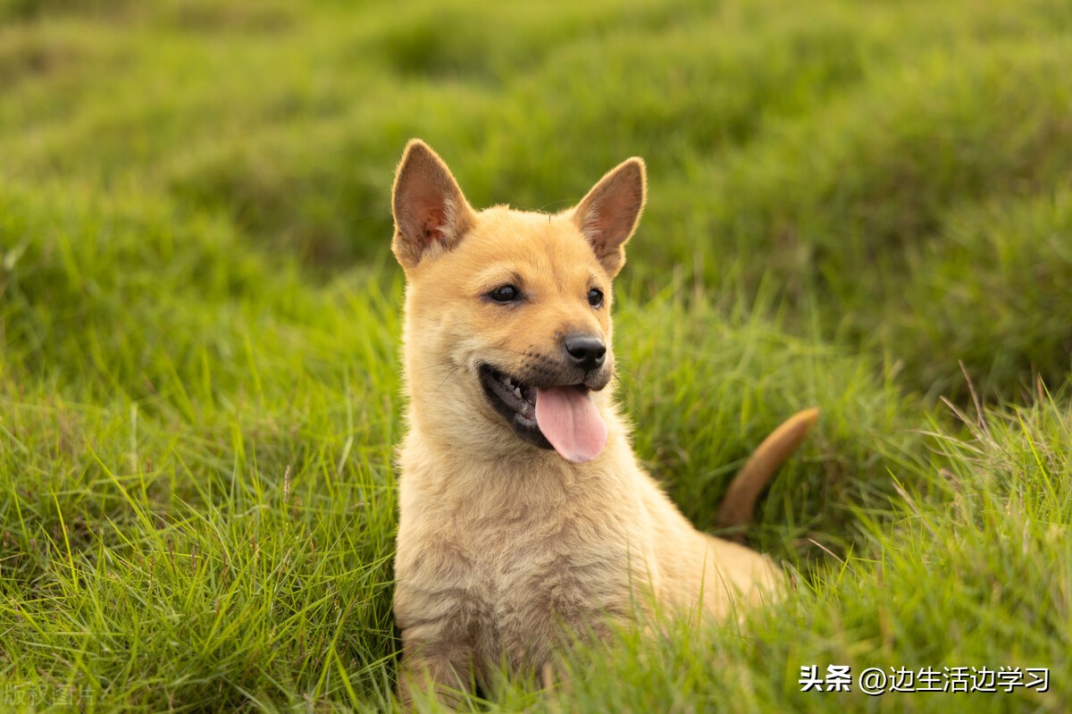 万物皆有灵狗会说人话您听说过吗,万物皆有灵性狗子