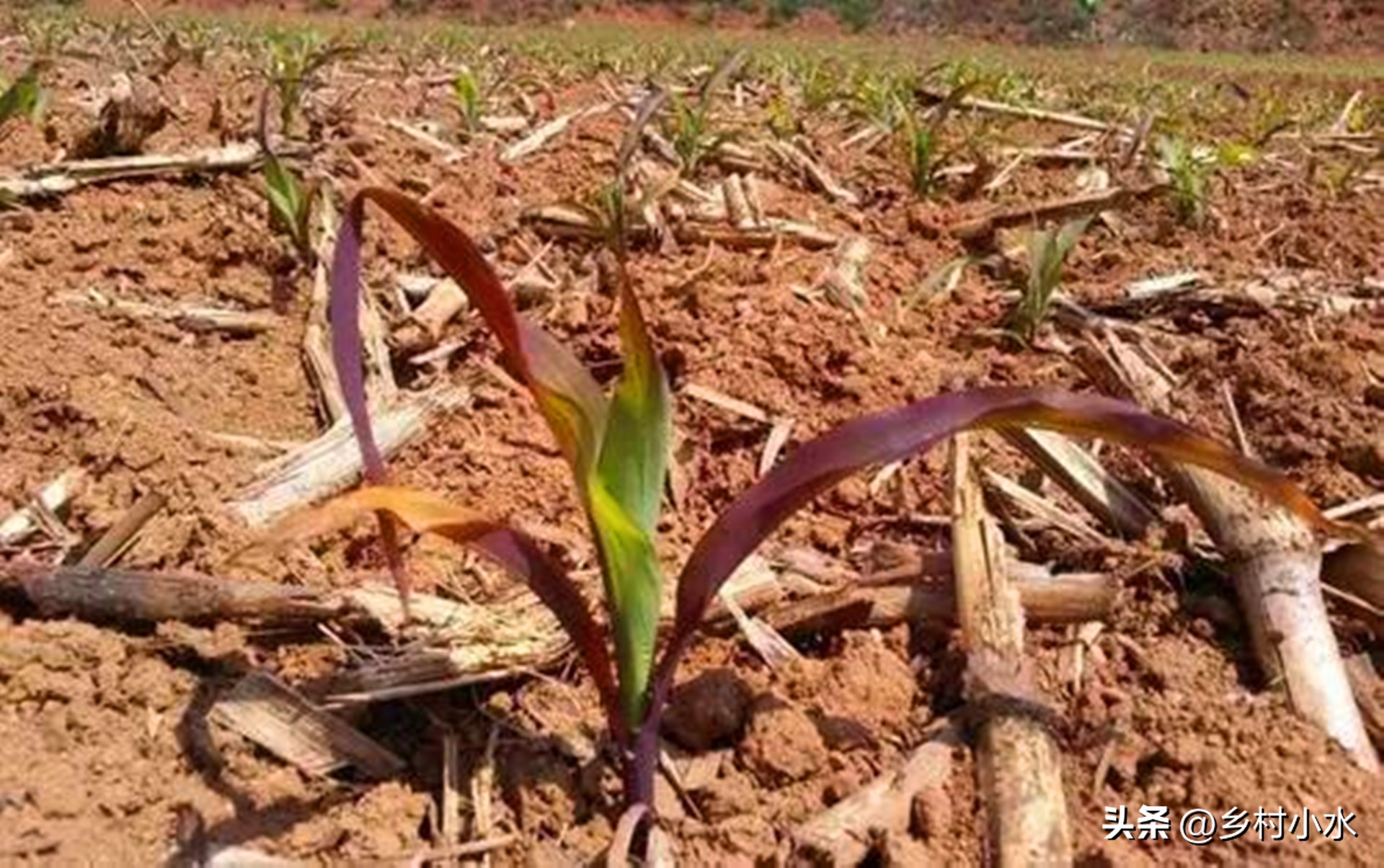 玉米出现紫苗的原因,玉米苗刚出苗发紫色是怎么回事