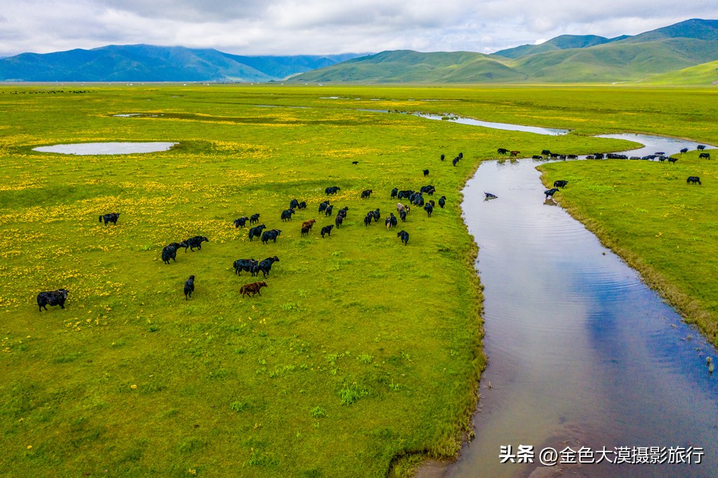 甘南之行第十一站河曲马场,甘南河曲马场视频