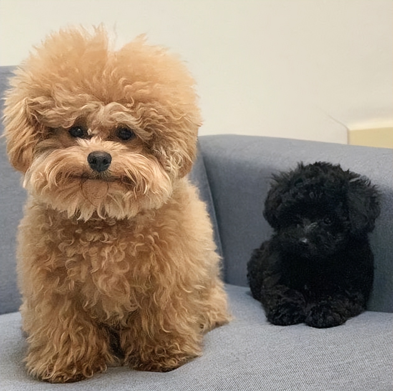 养泰迪7大禁忌劝你别犯,养泰迪的五大误区