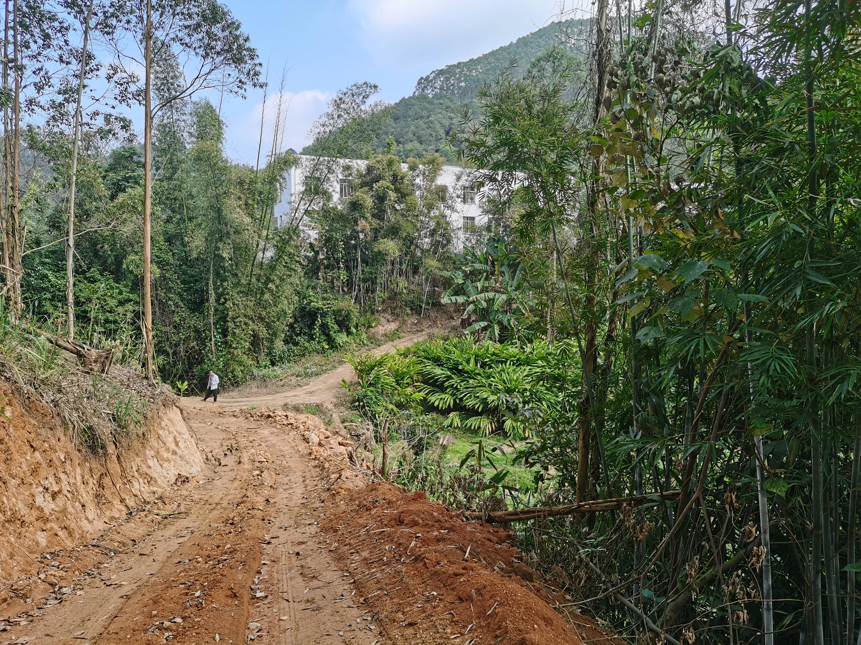 探秘原始森林的真实过程,揭露森林背后的真相