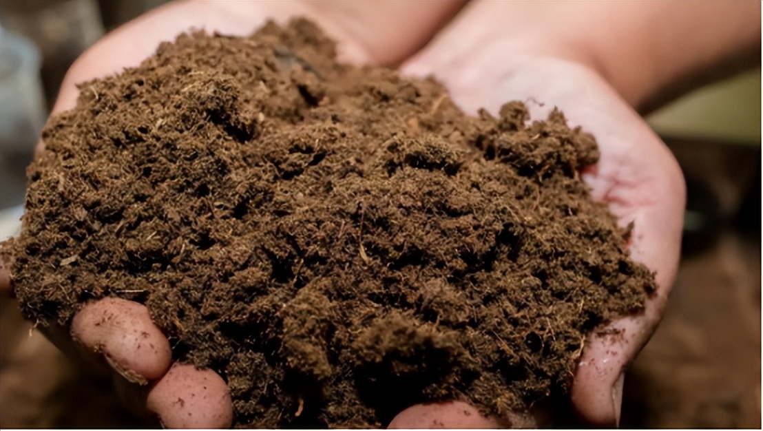 爱喝菊花茶但是菊花寒凉怎么解决,爱喝菊花泡枸杞