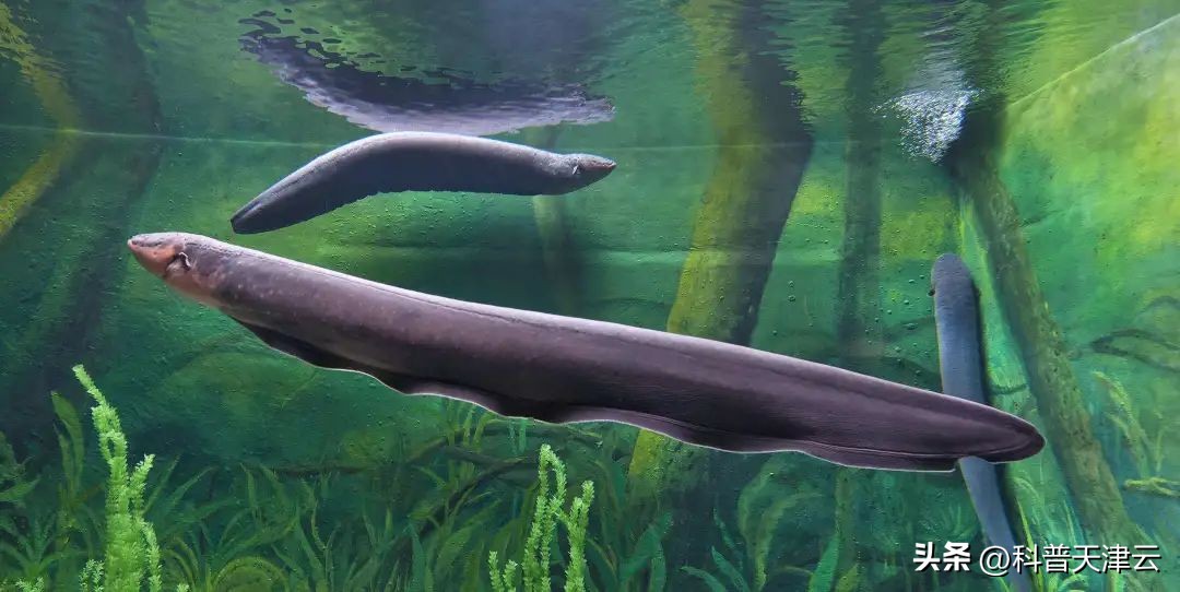 电池没电咬一下就有电原理,为啥电池咬一下就有电了