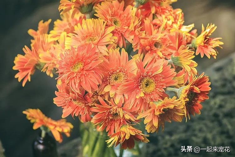 4种花超级好养活全年开花不断,专为懒人养的5种花开花不断