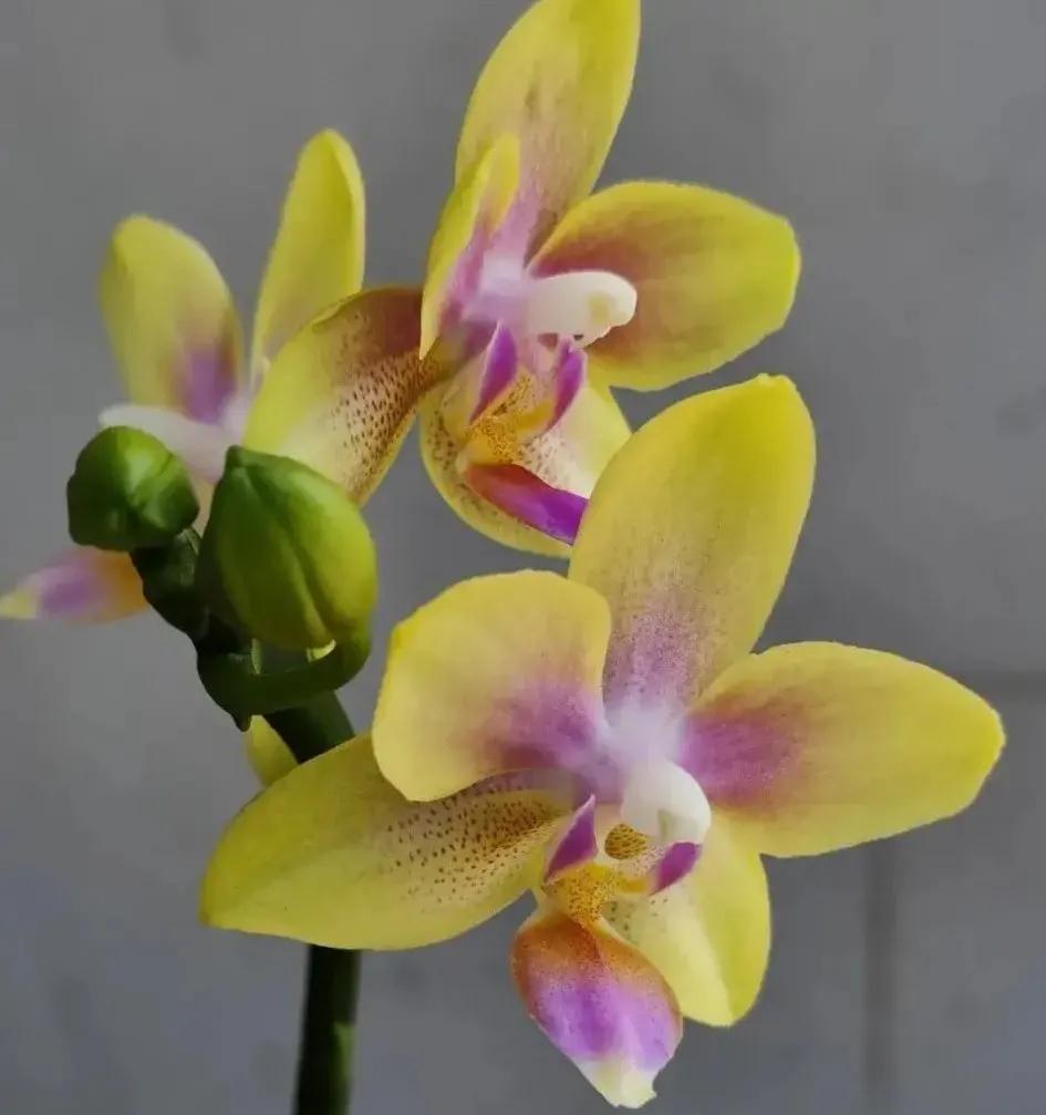 兰花的唯美图片,珍稀兰花各色大全