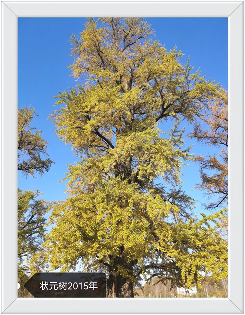 中国千年银杏谷住宿,中国千年银杏谷