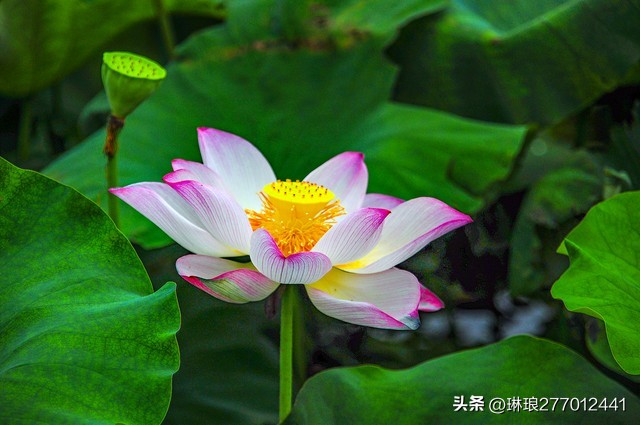 荷花之美在于淡雅,禅意美到极致的荷花