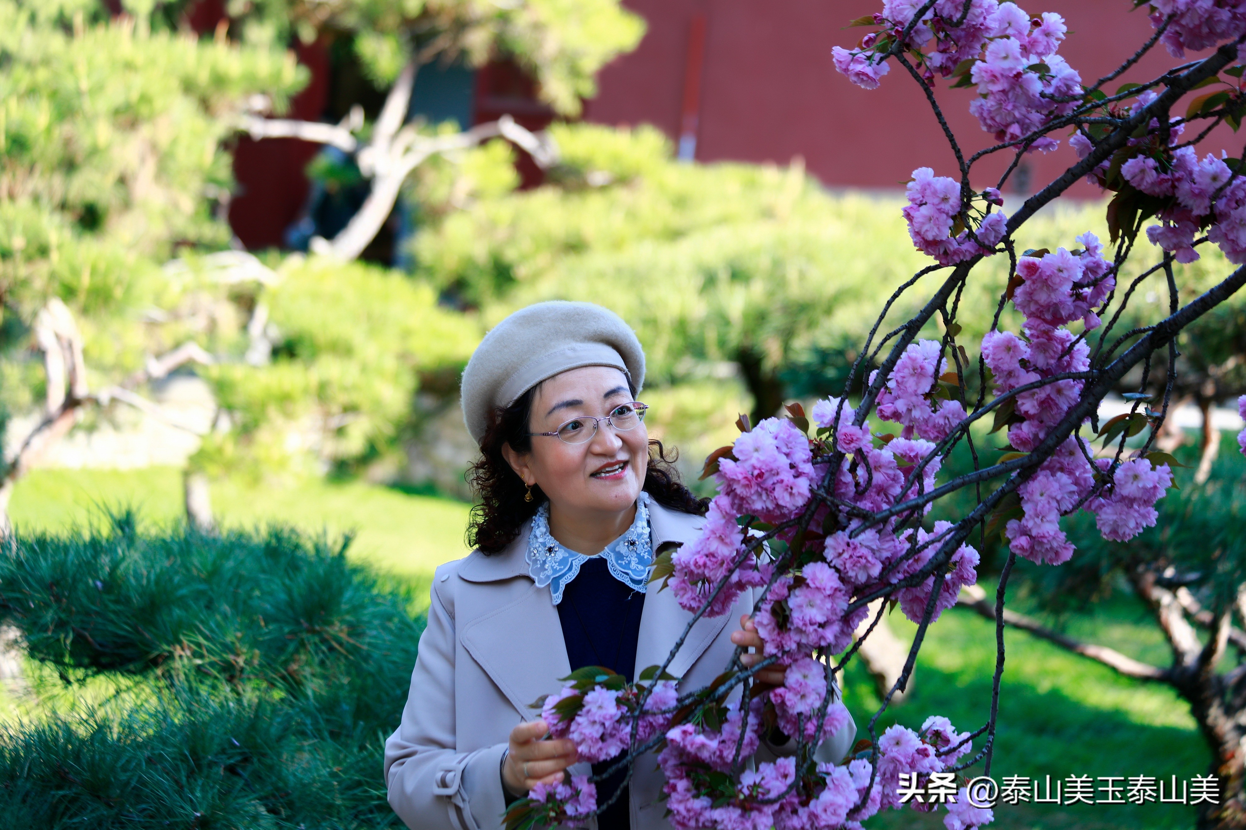 山亭寺沟樱花,定山溪樱花