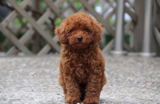 小体泰迪饲养的注意事项,新手养泰迪的注意事项