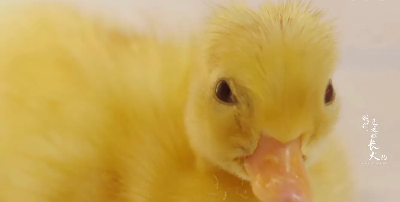 初来乍到请多安慰,初来乍到请多关照音频