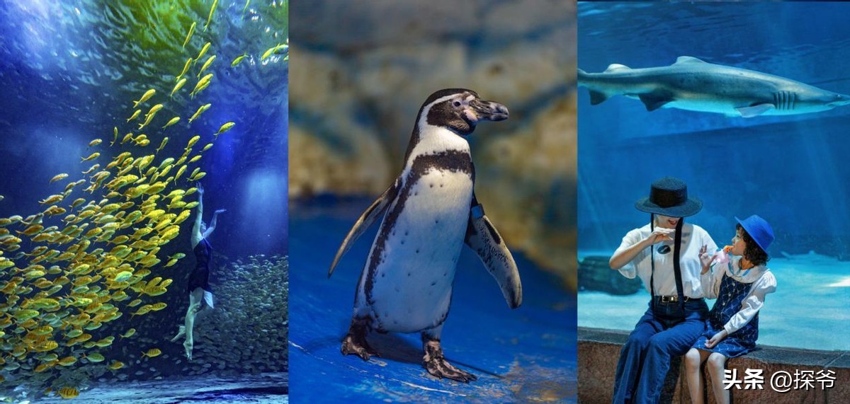 沐兰汤端午节,端午沐兰汤活动