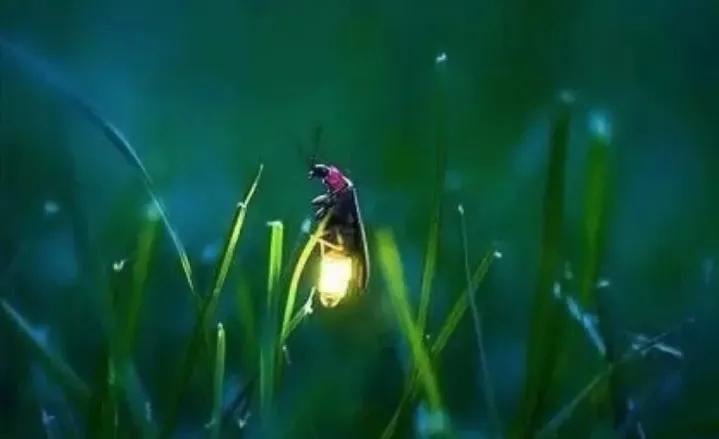 昆虫记研究过程的句子,昆虫记对万物的赞美句子