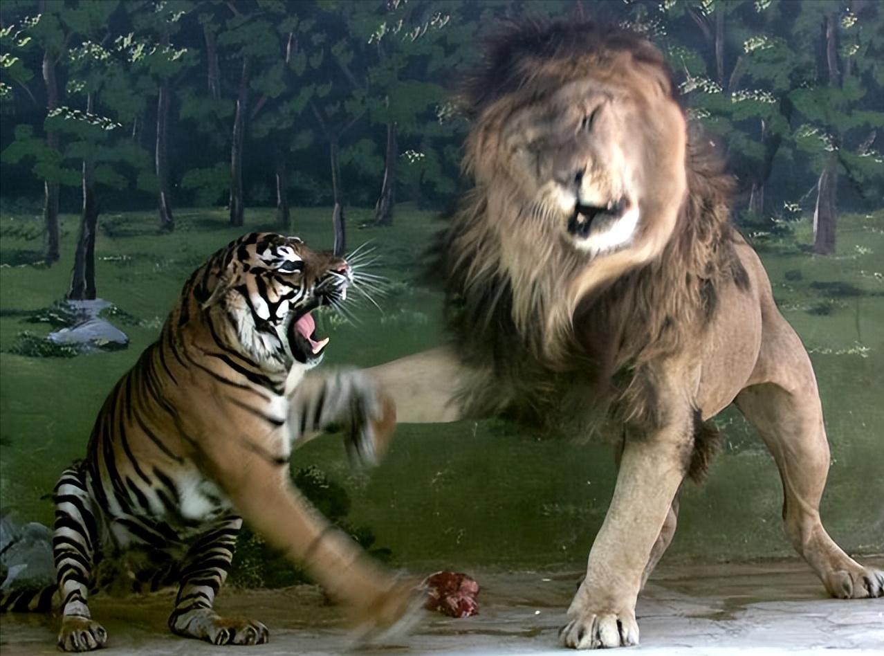 东北虎对比巴巴里狮子哪个体型大,巴巴里狮单挑时能碾压东北虎吗