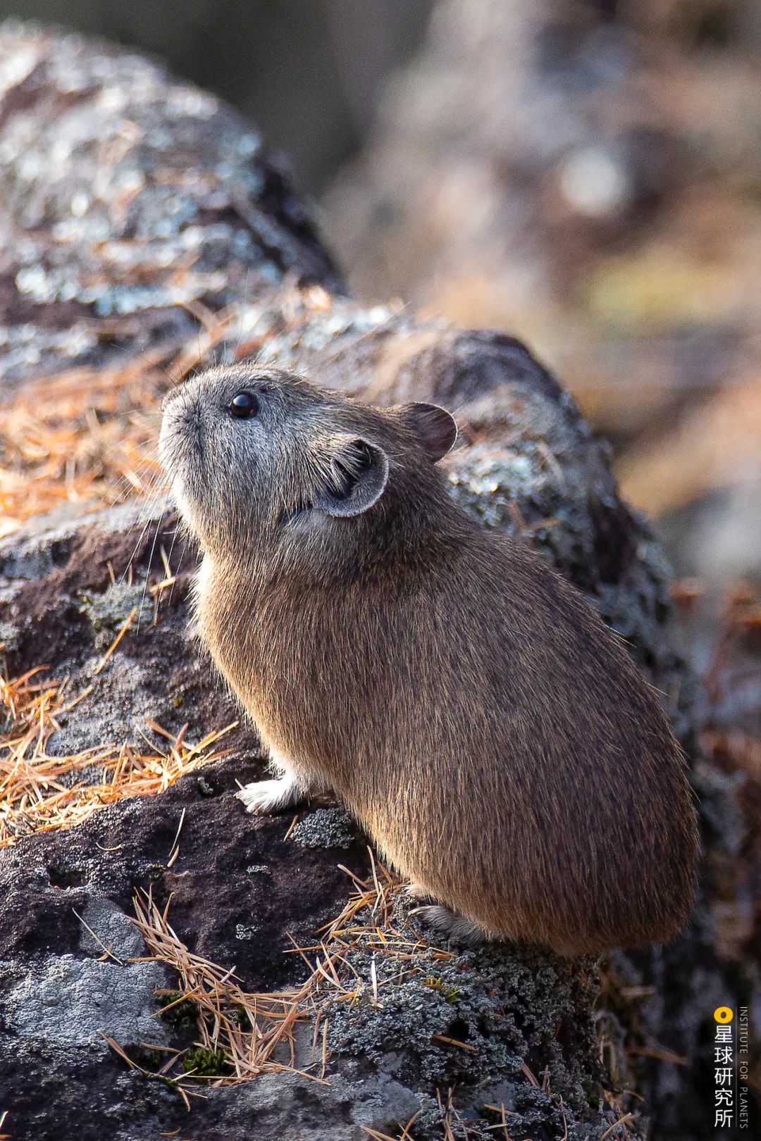 圣山龙脉,龙脉圣地黄帝陵