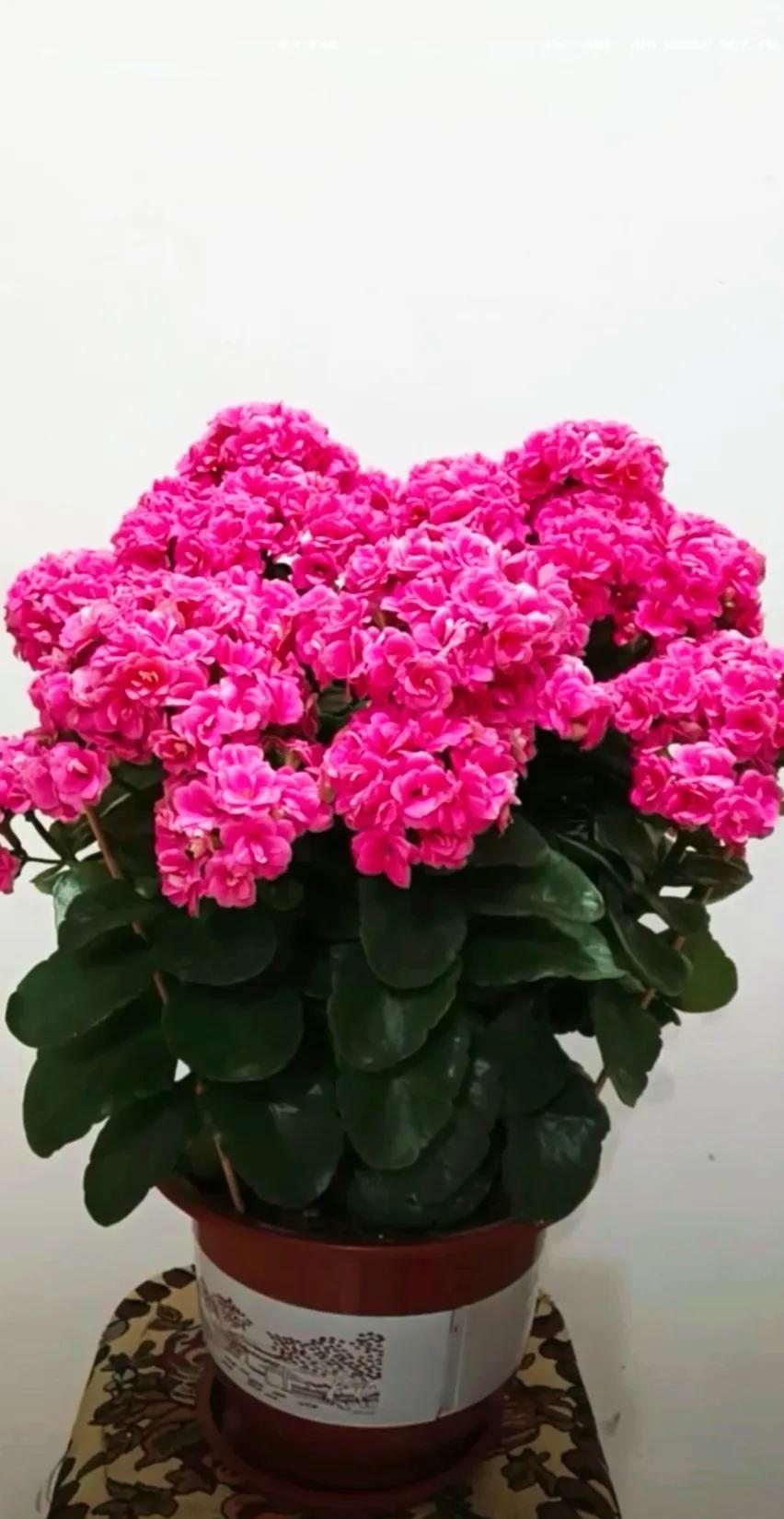 分享精美花朵图片,分享春天的图片大全