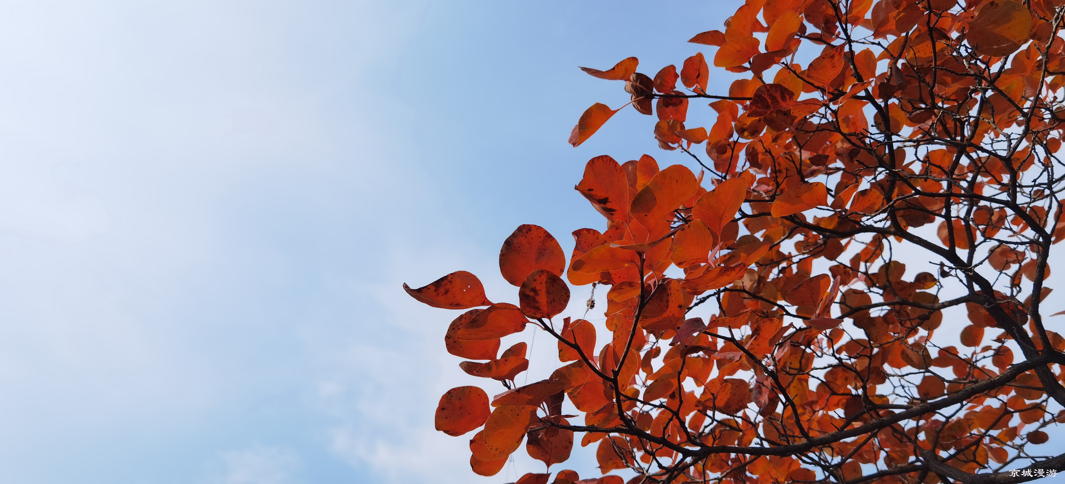 药王谷风景区赏花,快趁着秋天来打卡慕田峪看红叶呀