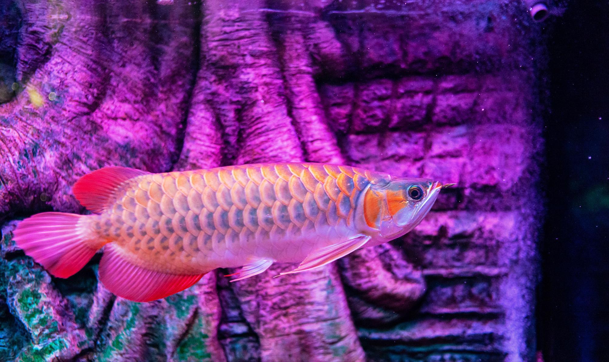 龙鱼的起源和由来,龙鱼来历