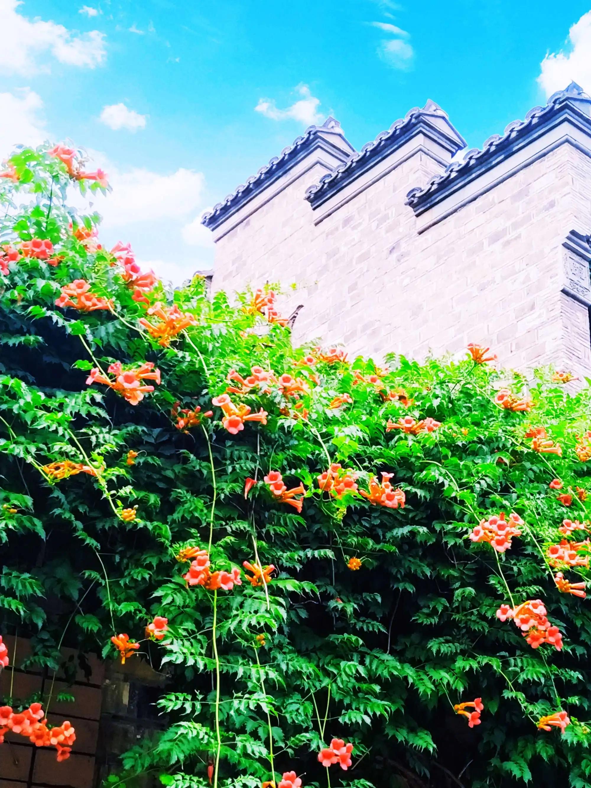 披云似有凌霄志，向日宁无捧日心——凌霄花开，志在千里