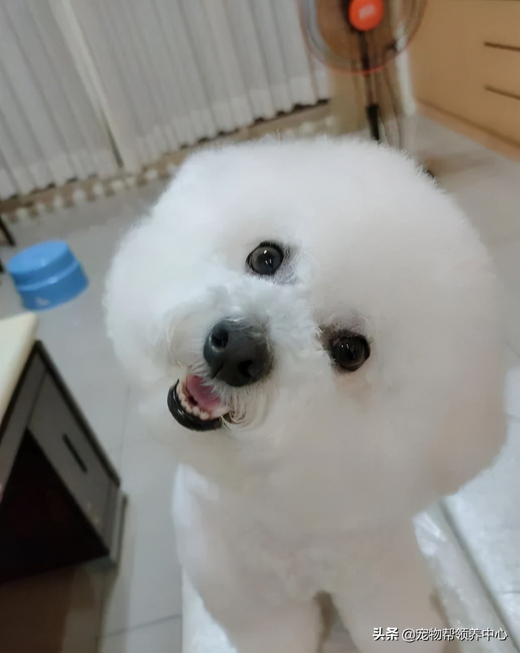 比熊半夜饿醒要不要喂,比熊半夜醒