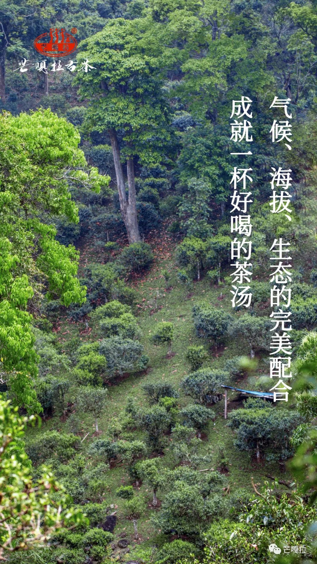 古树春茶什么味道好喝,舌尖上的春茶有哪些