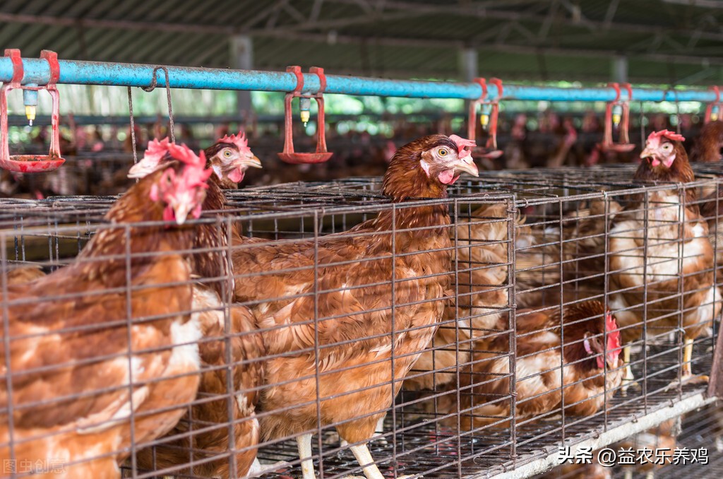 鸡粪处理成干鸡粪的最快最好方法,夏季鸡粪脱水的最新方法