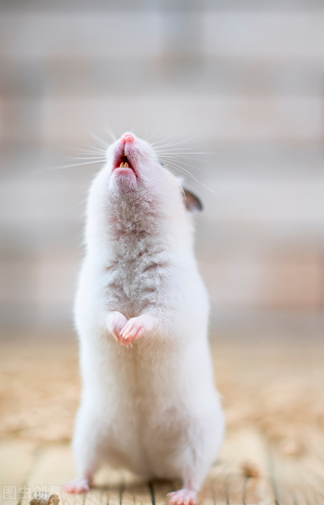 仓鼠的小情绪视频,仓鼠知道主人情绪吗为什么