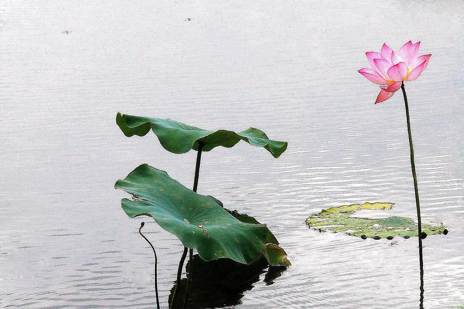 描写荷花的诗句映日荷花别样红,用荷花写荷花的诗句