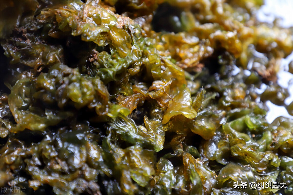 地皮菜农村叫什么菜,地皮菜还叫啥