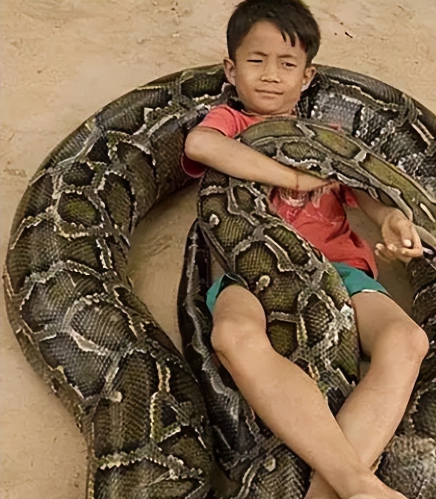 96年海南巨蟒,96年海南巨蟒事件真实情况