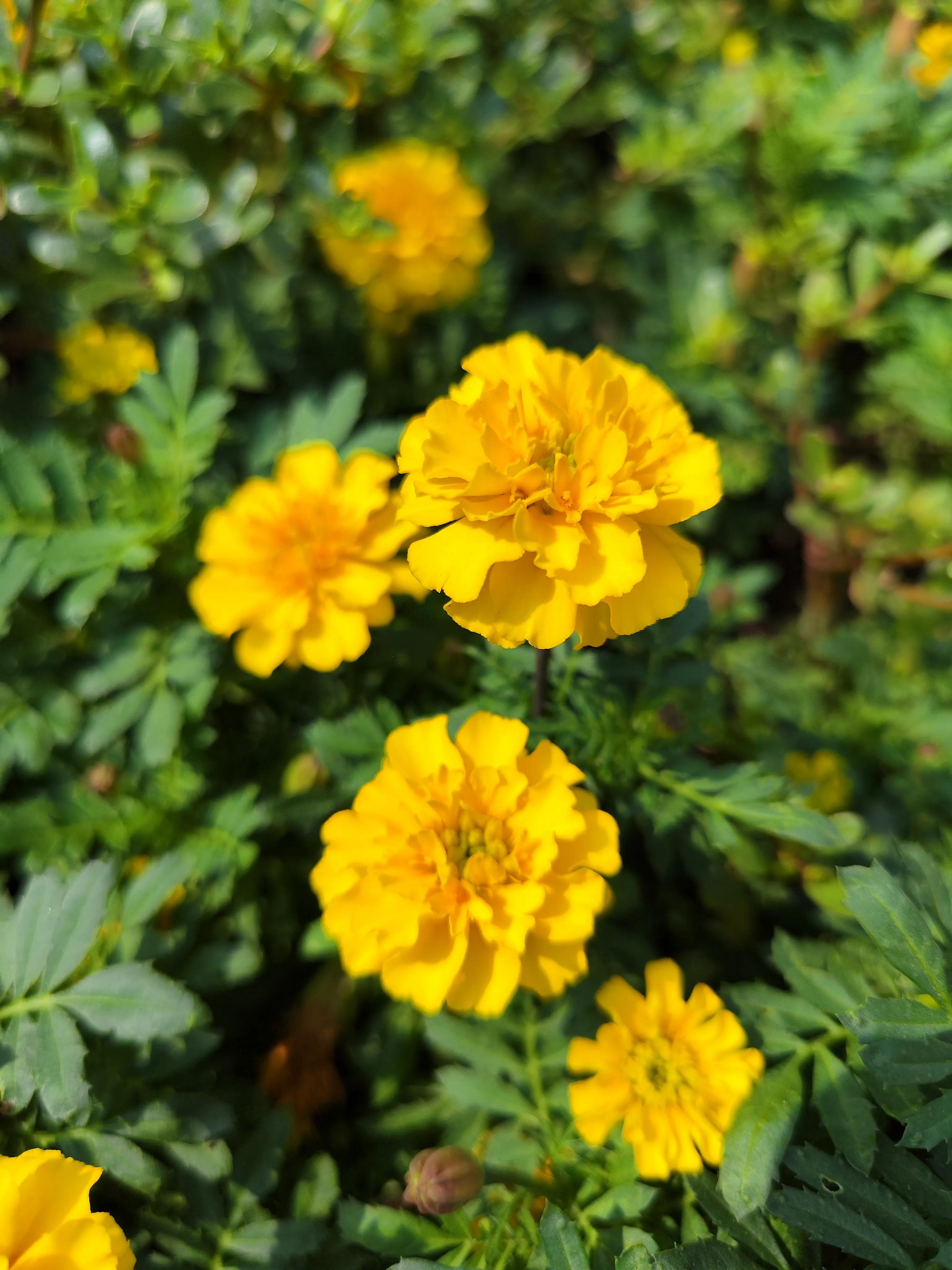 万寿菊大朵花,一束万寿菊