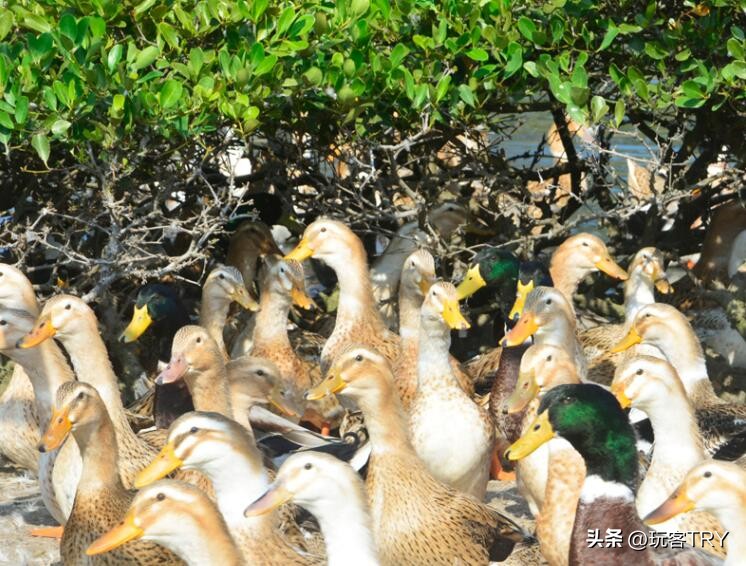 一道适合男女老少吃的广西美食,广西特产开胃下饭菜