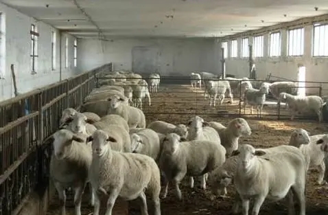 如何提高羊生长速度,怎么提高养殖山羊的膻味