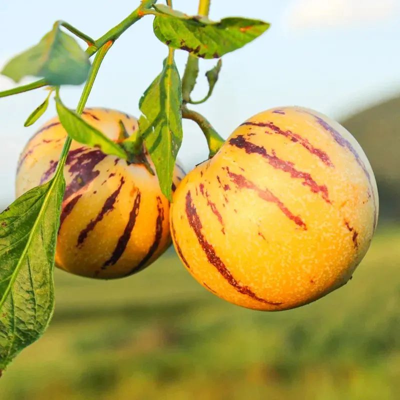 哪种人参果口感最好,水果人参果东方甄选