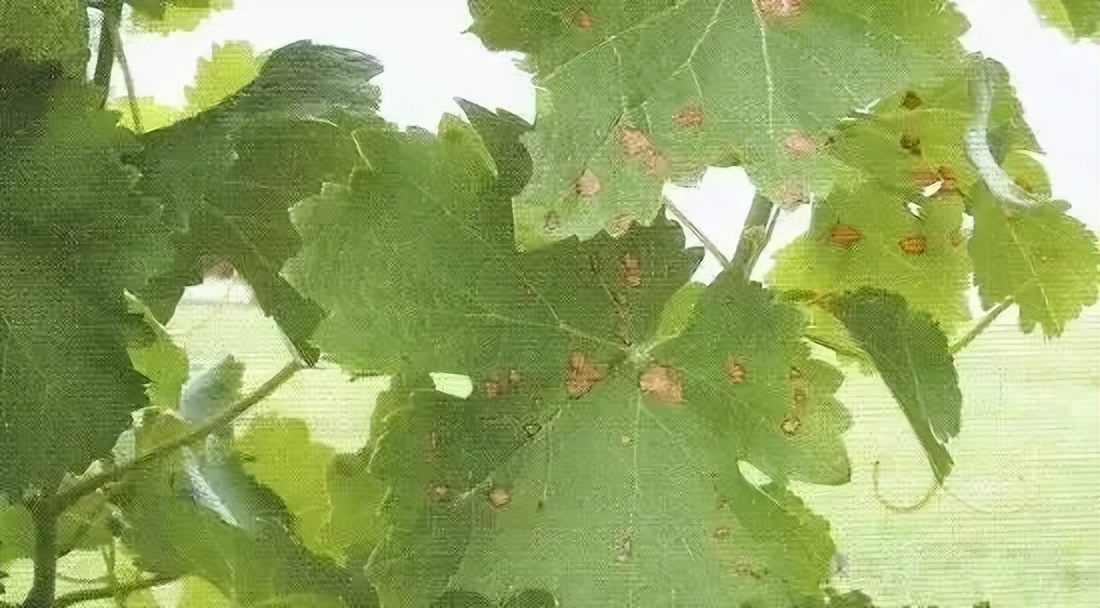 葡萄的黑腐病怎样预防和治疗,葡萄高温受害有什么补救办法