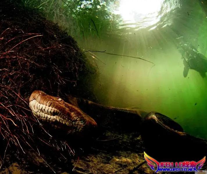 深潭巨蟒,深潭巨蟒大全