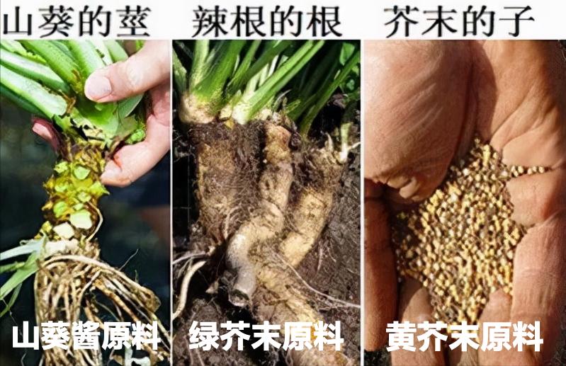 芥末的芥末是什么做的,芥末是怎么做的为什么那么辣