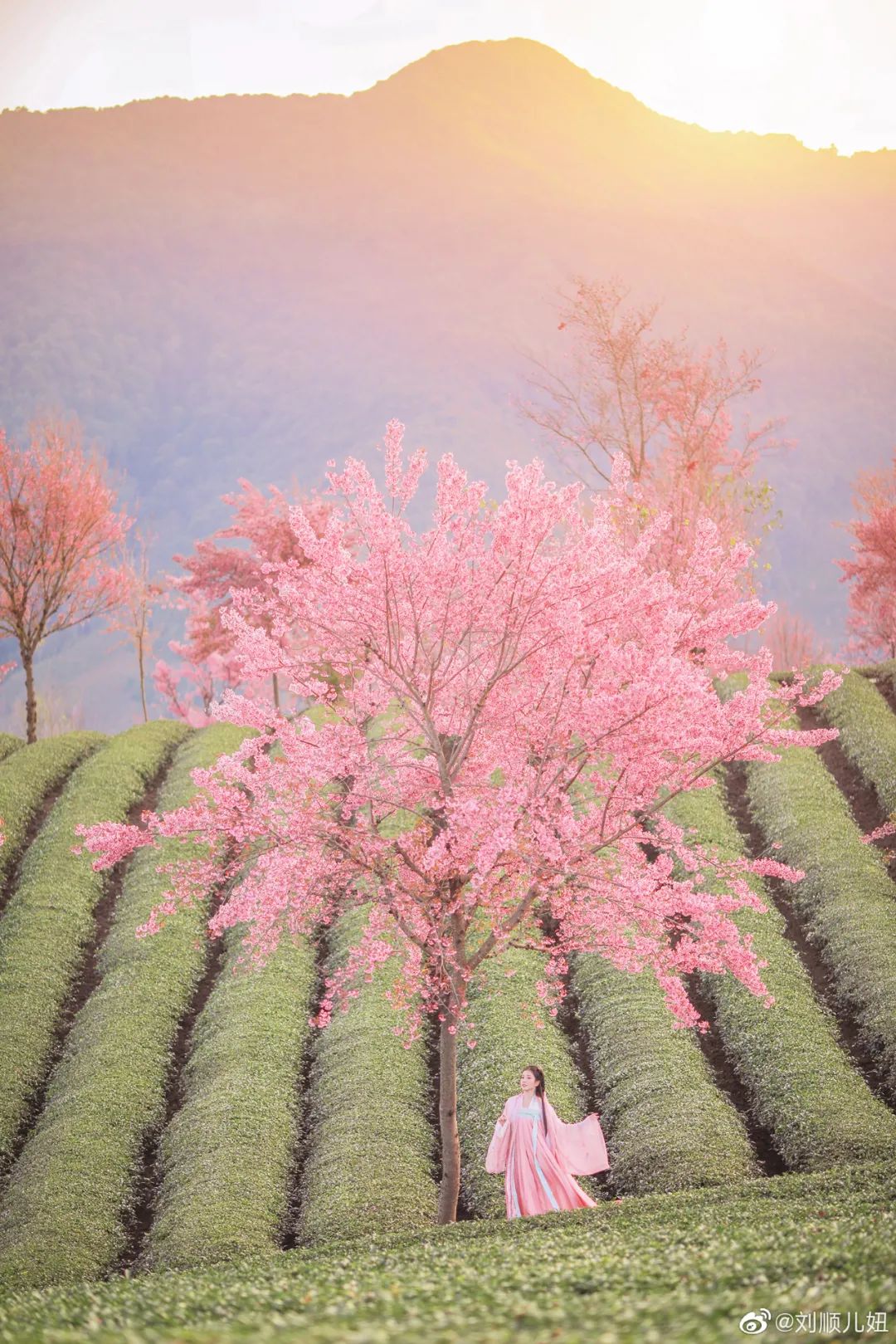 初春河津樱花图片大全,河津樱花品种大全